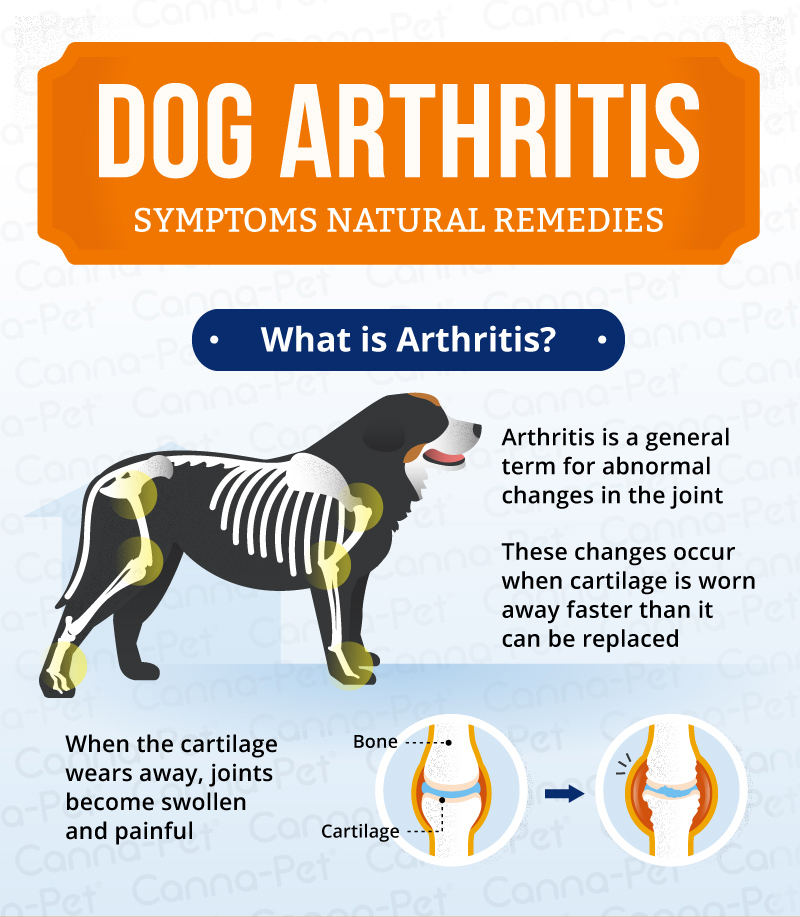 Dog Arthritis Symptoms Natural Remedies Canna Pet 