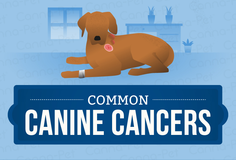 common dog cancers
