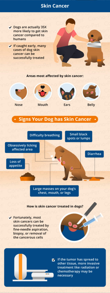 Most Common Canine Cancers 