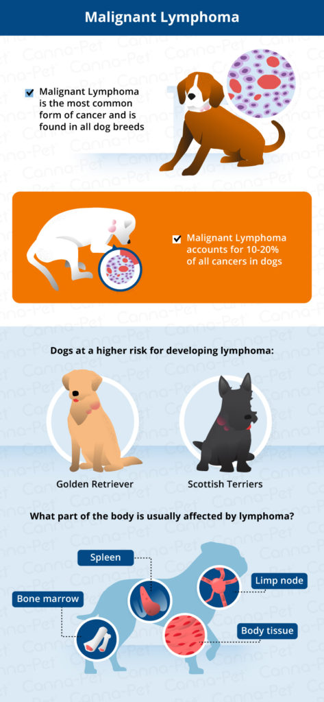 Most Common Canine Cancers | Canna-Pet