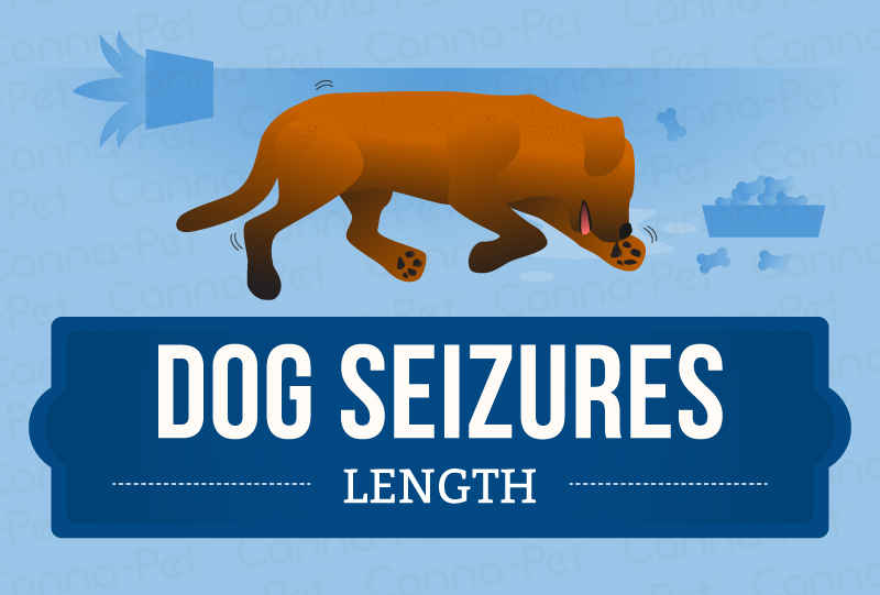 dog seizure length