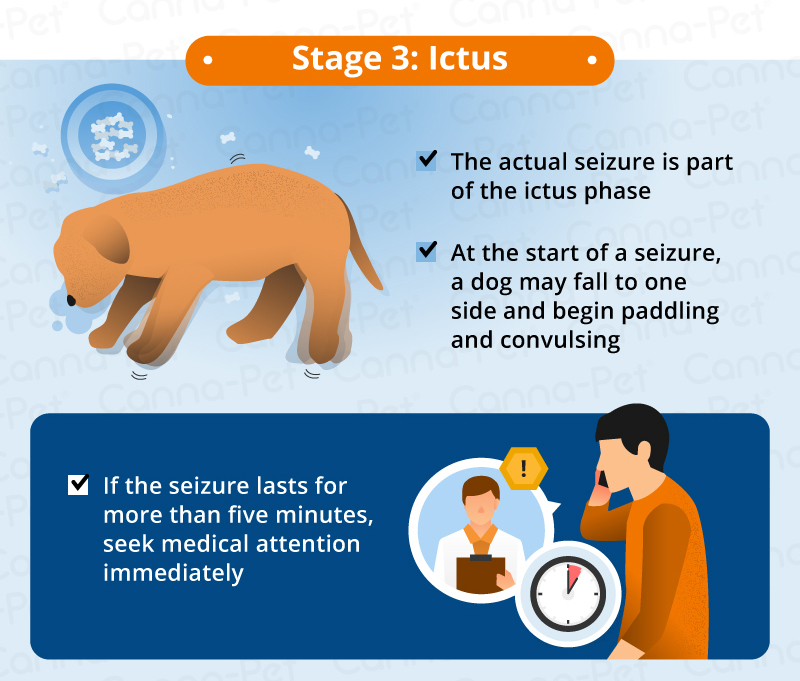 how long does a seizure last for a dog