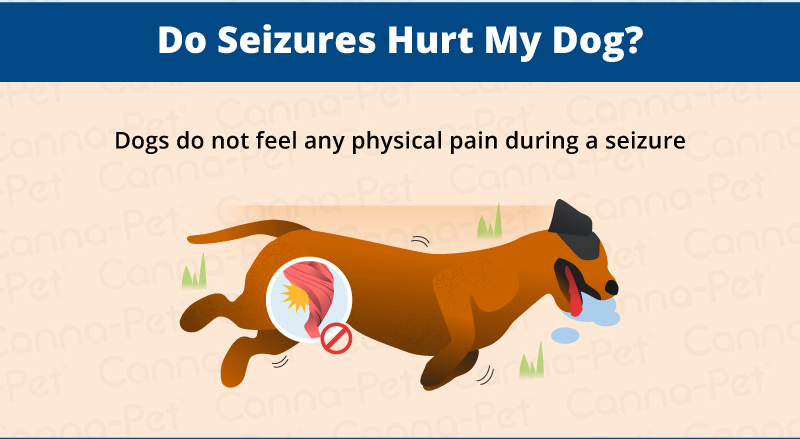 how long does a seizure last for a dog