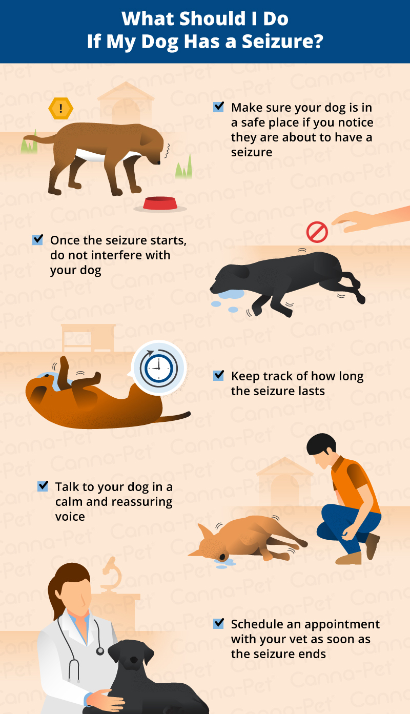 what happens after your dog has a seizure