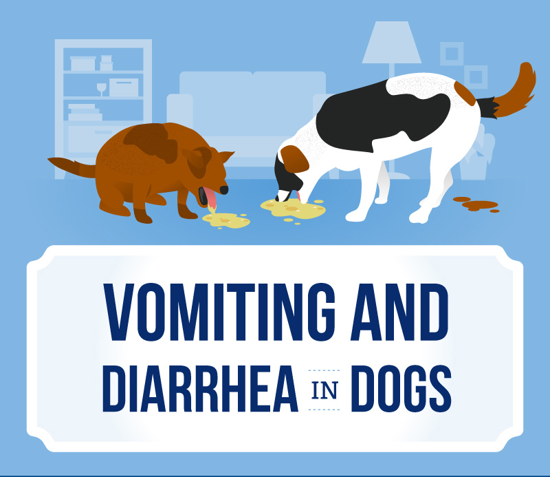 vomiting and diarrhea in dogs