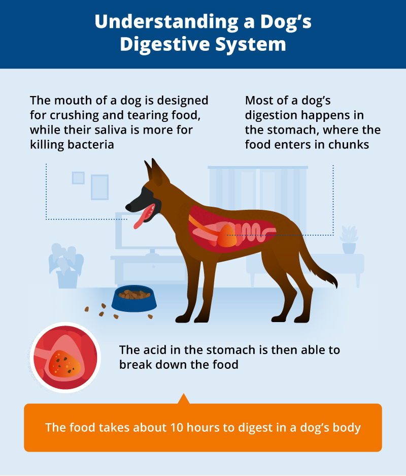 Dog vomiting outlet new food