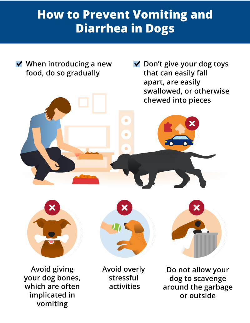 how-to-stop-dog-diarrhea-fast-sudansite