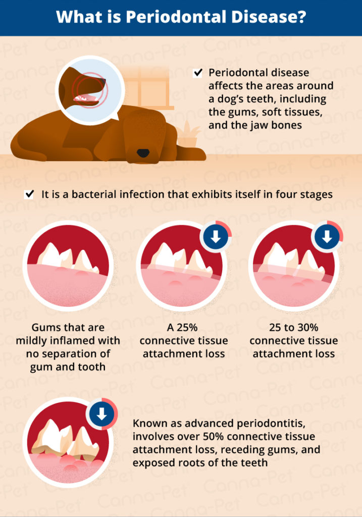 Periodontal Disease in Senior Dogs CannaPet®