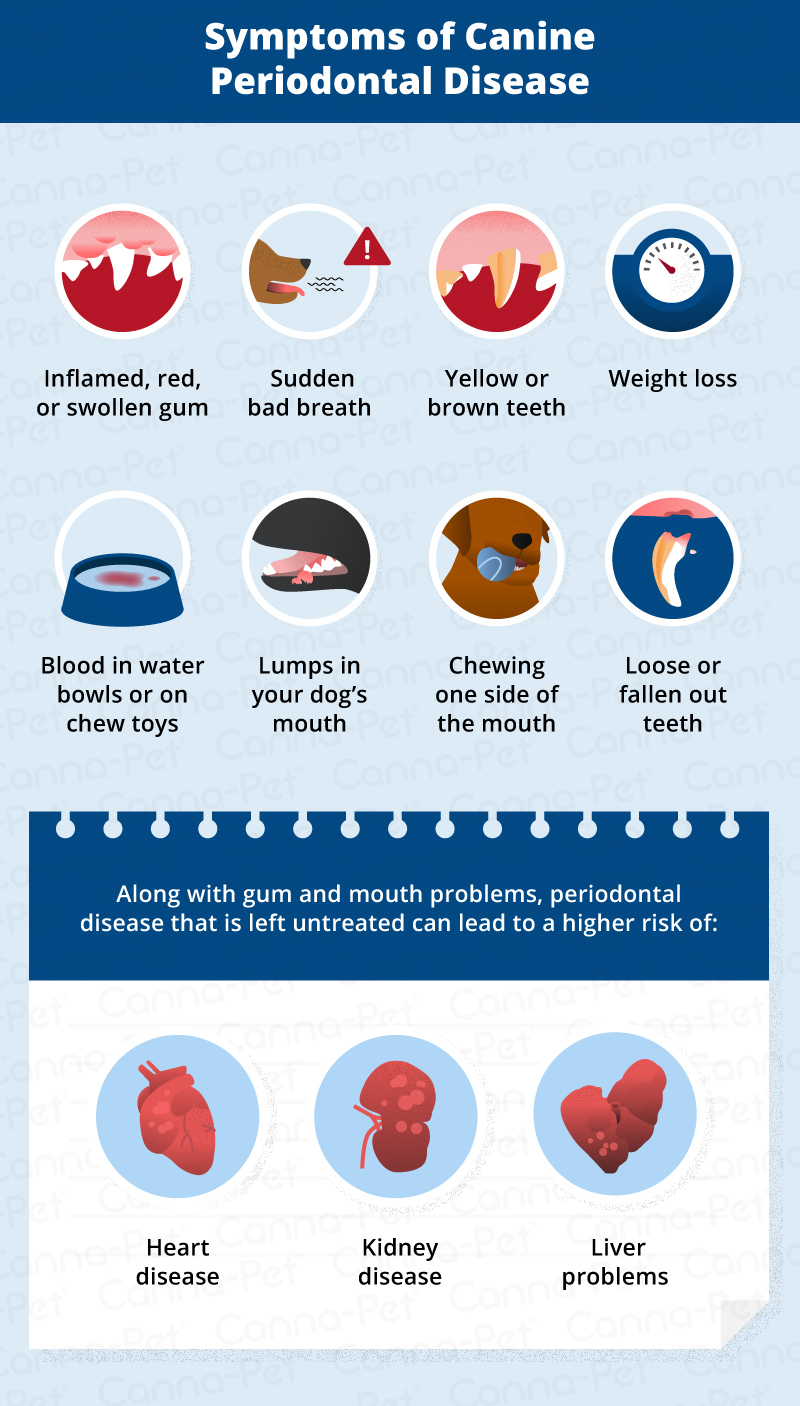 causes of periodontal disease in dogs