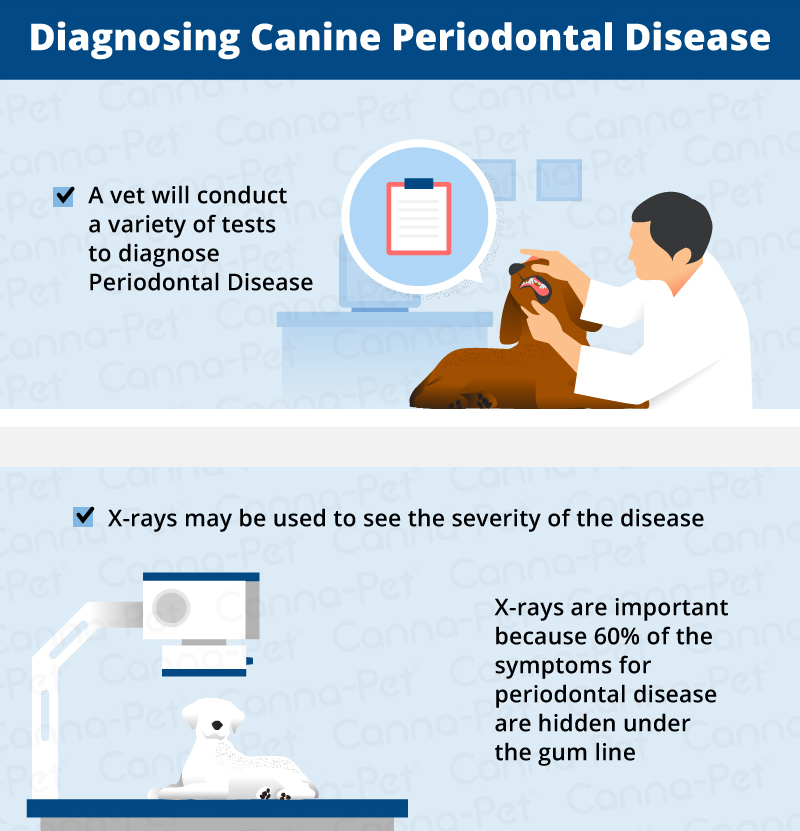 diagnosing periodontal disease in dogs