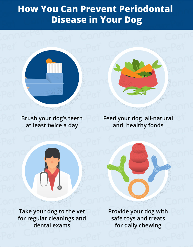 preventing periodontal disease in dogs