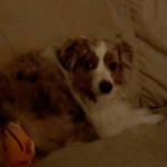 Miniature Australian Shepherd - Canna-Pet®