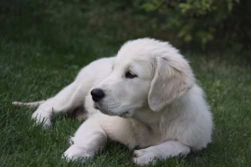 allergies in puppies_canna-pet