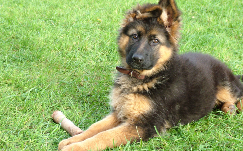 are german shepherds good with kids_canna-pet