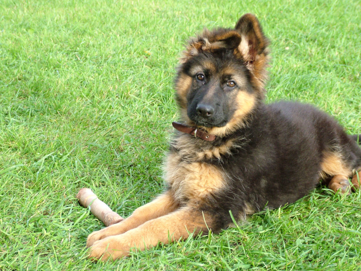 Are German Shepherds Good With Kids? | Canna-Pet®