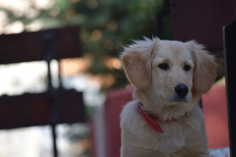 Can Dogs Take Claritin? CannaPet®