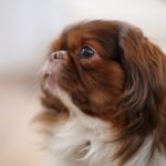 can i give my dog aspirin for pain_canna-pet