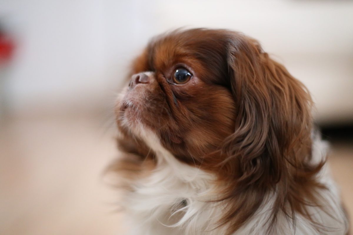 Can I Give My Dog Aspirin For Pain Canna Pet 