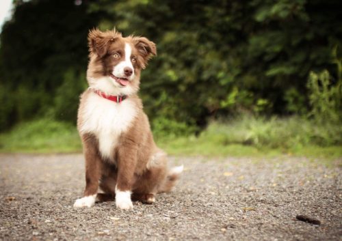 how to stop diarrhea in dogs 