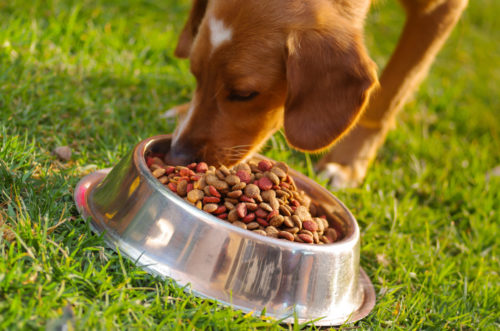 common food allergies in dogs_canna-pet