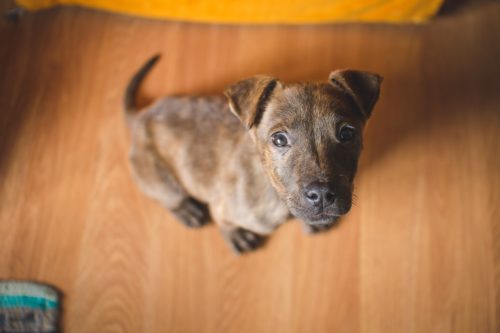 diarrhea in puppies_canna-pet