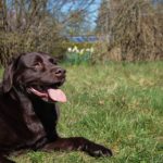 Are Labrador Retrievers Good Family Dogs?