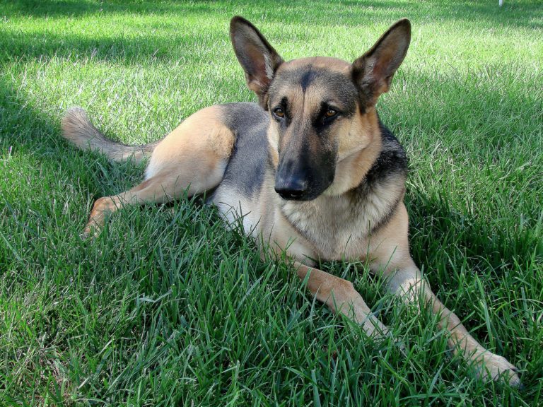 German Shepherd Health Problems & Issues CannaPet®