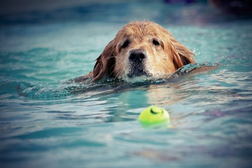 dog afraid of water_canna-pet