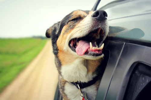 dog anxiety in car rides_canna-pet