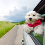 dog car anxiety_canna-pet