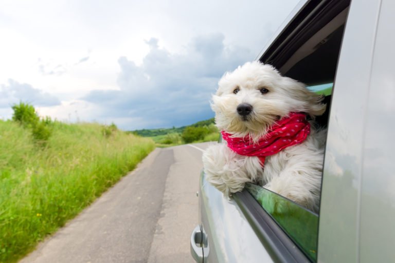 Tips for Dealing With Dog Car Anxiety CannaPet®