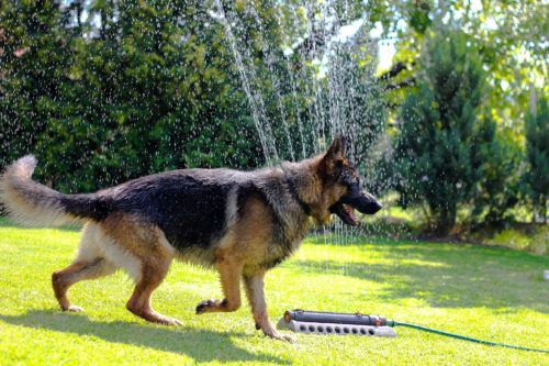 dog phobia of water_canna-pet
