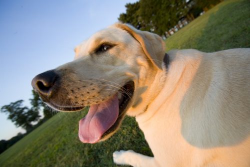 Are Labrador Retrievers Good Family Dogs?