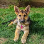 german shepherd temperament