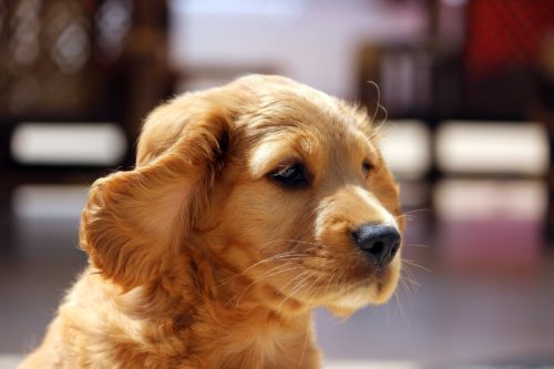 how to treat kennel cough in puppies_canna-pet