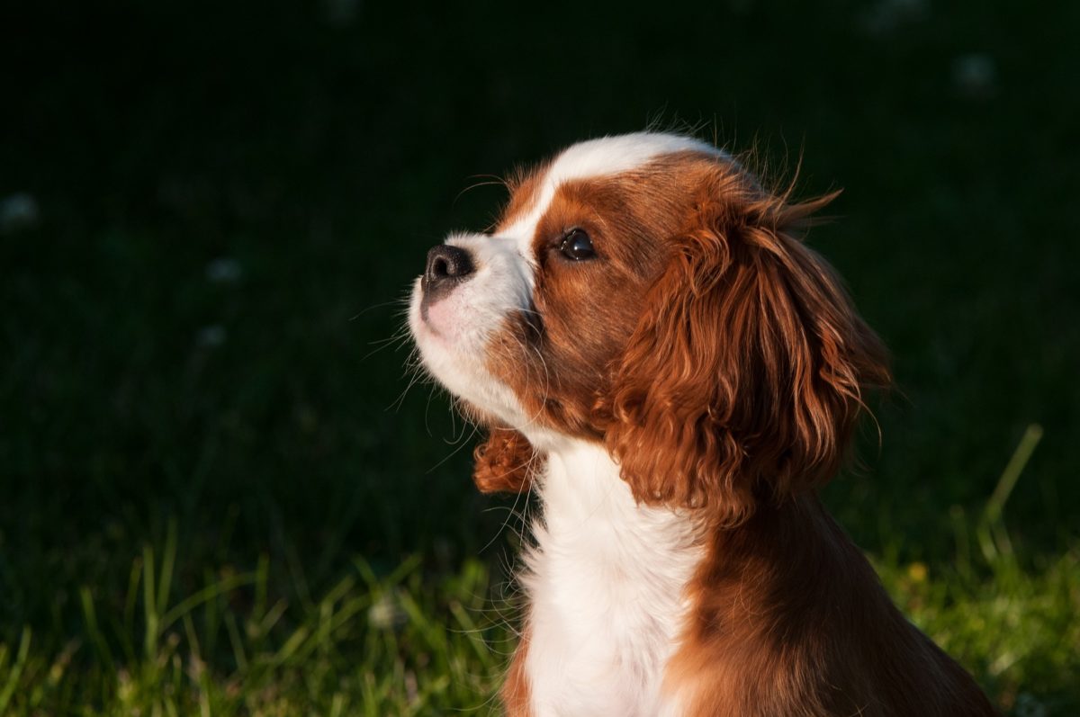 kennel cough in puppies_canna-pet