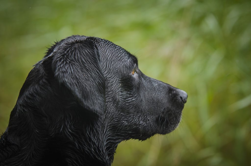 Labrador Retriever Training Tips