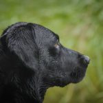 Labrador Retriever Training Tips
