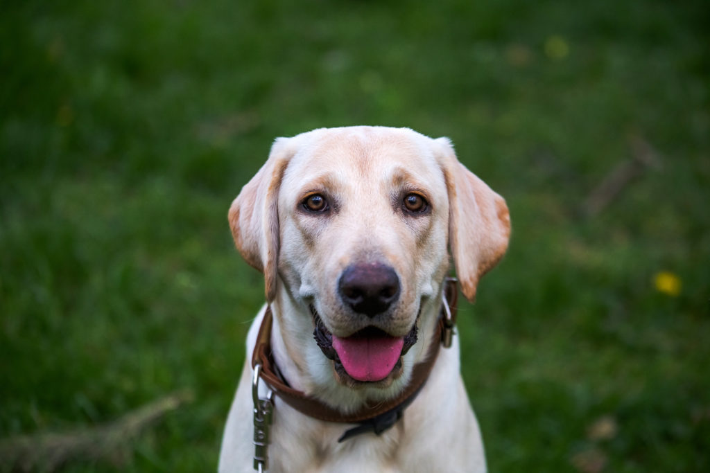 where did labradors originate from