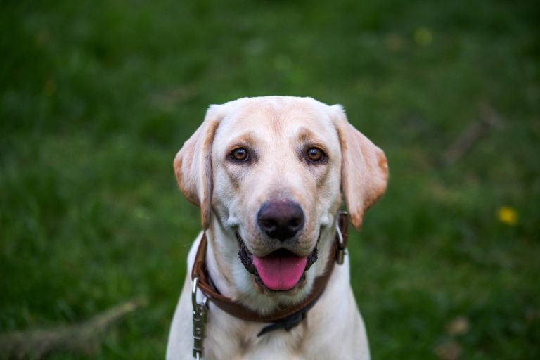 Labrador Retriever Temperament and Personality | Canna-Pet®