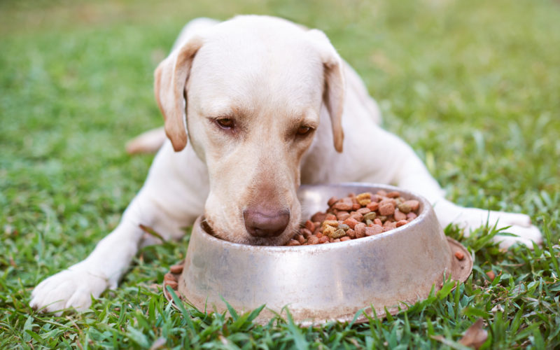 most common food allergies in dogs_canna-pet