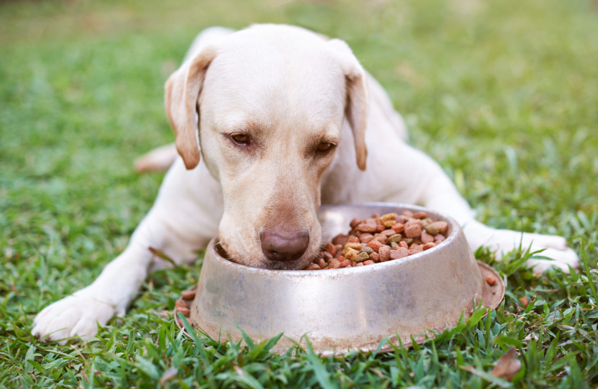 most common dog food allergies