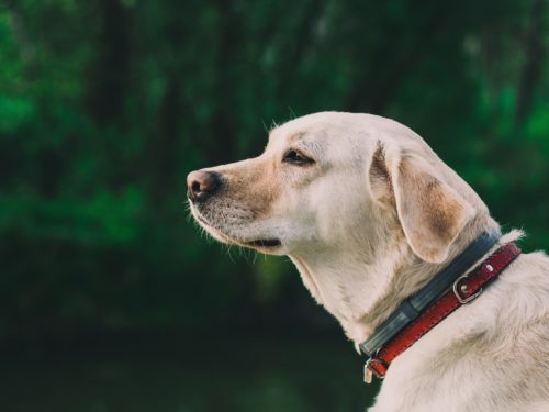 Labrador Retriever Health Issues 