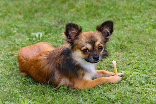 nsaids for dogs side effects_canna-pet