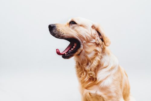 panic attacks in dogs_canna-pet