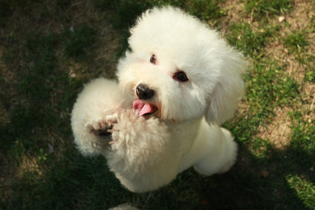 purebred poodles for adoption