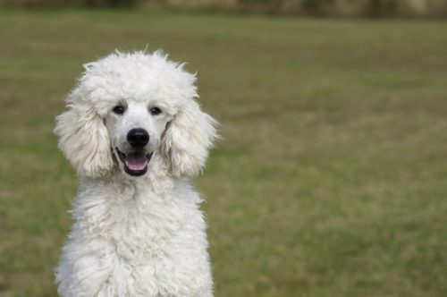 health issues of poodles