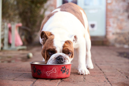 what-are-the-most-common-food-allergies-in-dogs_canna-pet