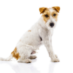 parson russell terrier