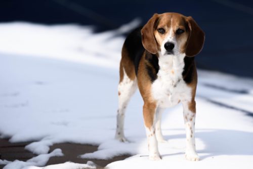 does a beagle make a good house dog? 2